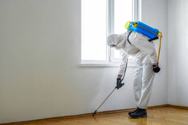 Wasp Removal Services in Mililani Town, HI