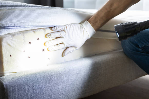 Best Mosquito Control Services  in Mililani Town, HI