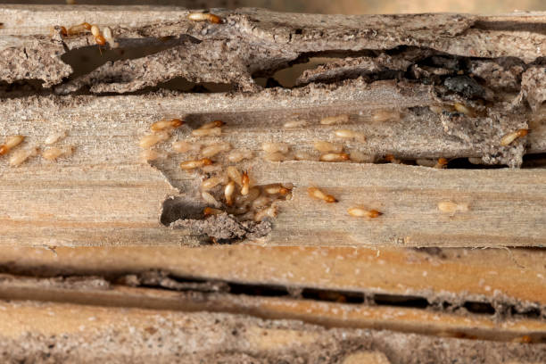Best Residential Pest Control  in Mililani Town, HI