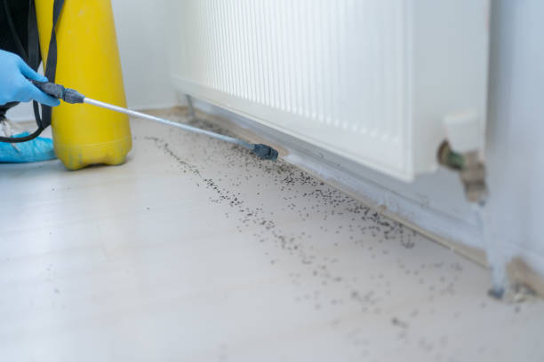 Flea Control Services in Mililani Town, HI
